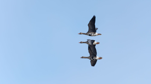 Greater White-fronted Goose