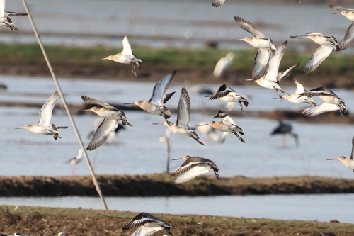 Black-tailed Godwit