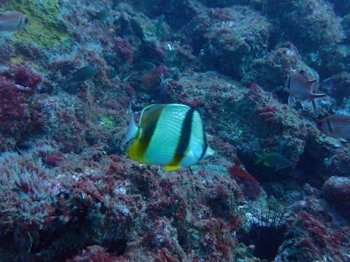 Chaetodon robustus