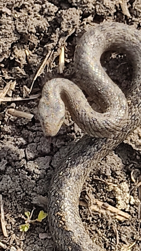 Smooth Snake