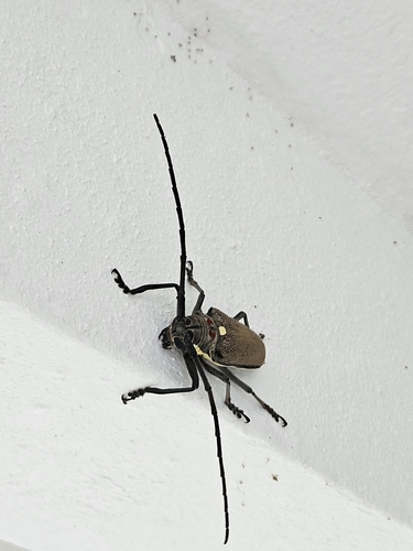 Mango Stem Borer