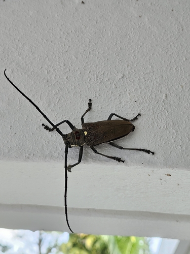 Mango Stem Borer