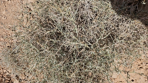 Convolvulus trabutianus
