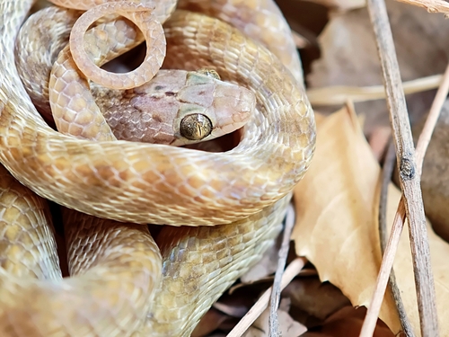 Egyptian catsnake