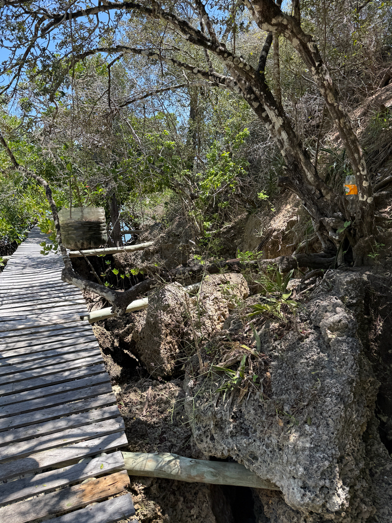 African Rock Python in March 2026 by Harry Fonseca Williams · iNaturalist