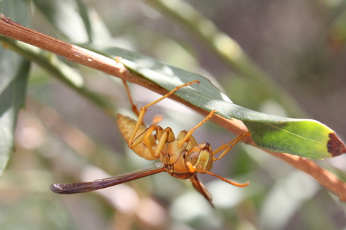 Yellow Paper Wasp