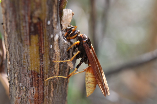 Comanche Paper Wasp