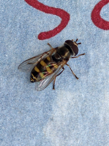Unknown species found near Murray, KY 42071, USA