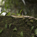 Khao Nan Long-headed Agama - Photo (c) Thor Håkonsen, all rights reserved, uploaded by Thor Håkonsen