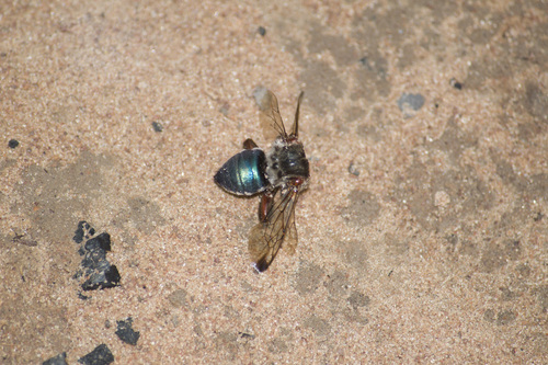 Mesoplia rufipes