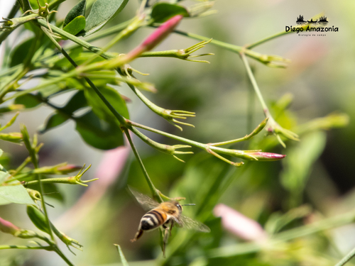 photo of Western Honey Bee (Apis mellifera)