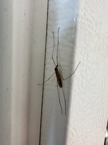 Unknown species found near Cedar St, Somerville, MA, US