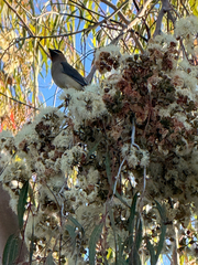 Cedar Waxwing