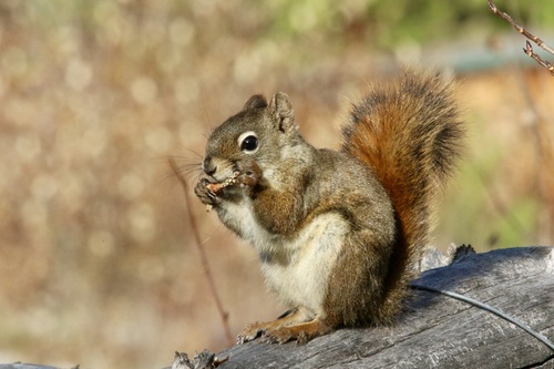 American Red Squirrel