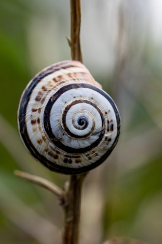 Theba pisana