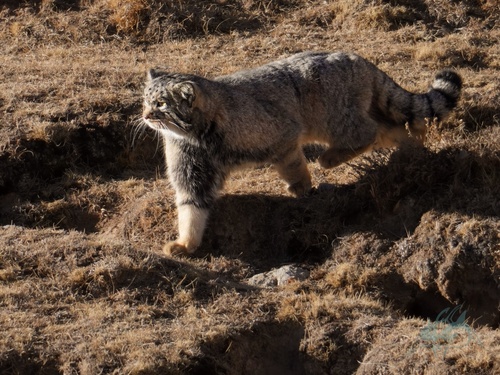 Himalayan Pallas' Cat