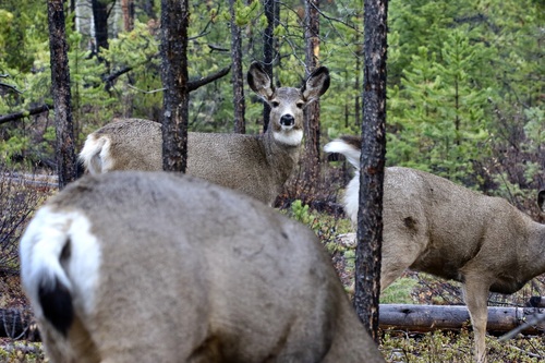Mule Deer