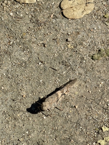 iNaturalist observation photo of Grasshoppers, Locusts, and Allies
