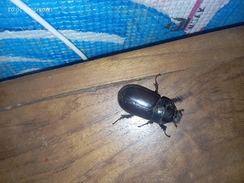 African Rhinoceros Beetle