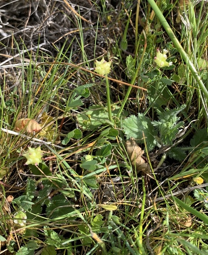 iNaturalist observation photo of purple sack clover