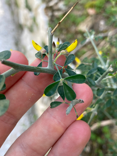Avistamiento Calicotome villosa