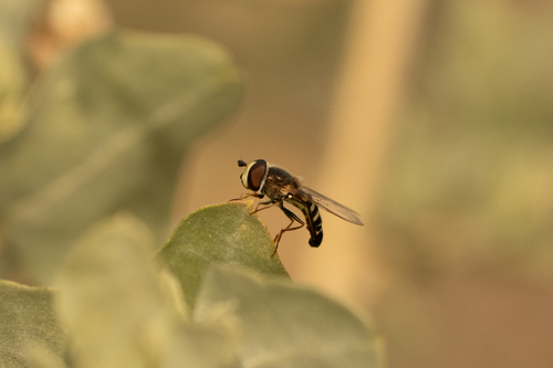 Unknown species found near Flowing Wells, Tucson, AZ, USA