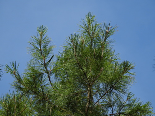 McVaugh's pine