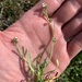 Plagiobothrys greenei - Photo (c) thevernalfool, todos os direitos reservados, uploaded by thevernalfool