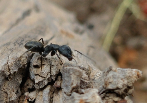Carpenter Ants, Typical Sugar Ants and Allies