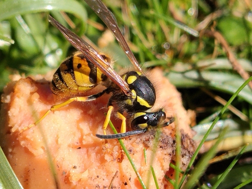 German Yellowjacket