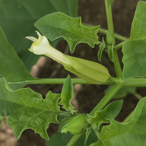 long-spined thorn-apple