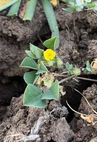 iNaturalist observation photo of bur clover