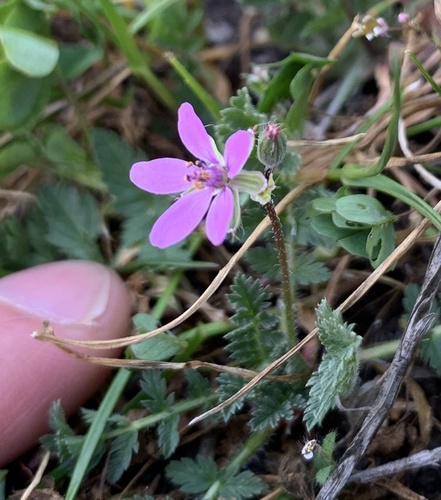 iNaturalist observation photo of Redstem Stork's-bill