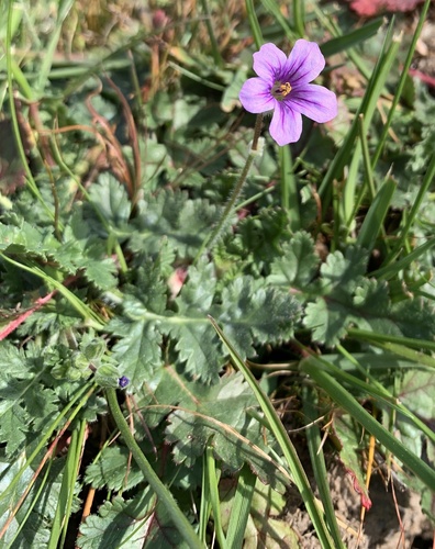 iNaturalist observation photo of Mediterranean Stork's-bill