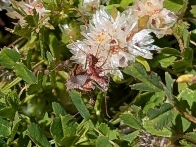 Golden egg bug