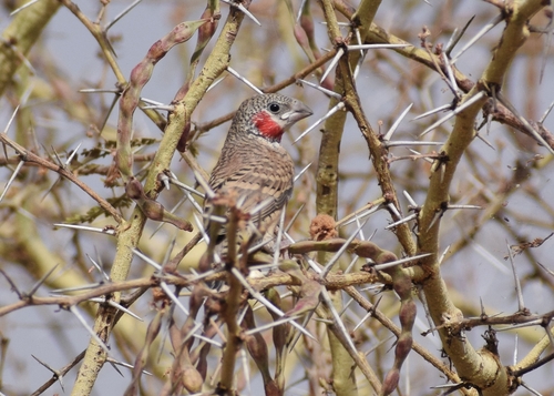 Cut-throat Finch