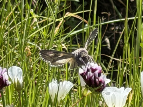 iNaturalist observation photo of Alfalfa Looper