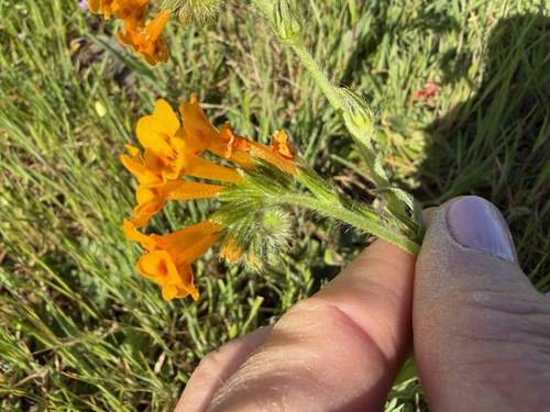 iNaturalist observation photo of Eastwood's fiddleneck