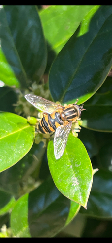 Unknown species found near N Acre Dr, New Albany, MS, US