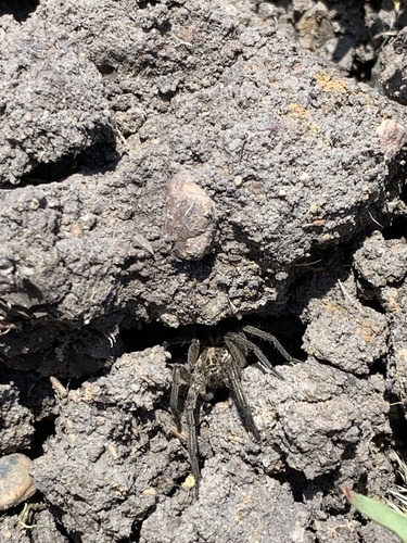 iNaturalist observation photo of Wolf Spiders