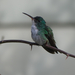 Plain-bellied Emerald - Photo (c) jazmundo, all rights reserved