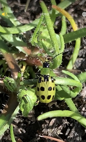 iNaturalist observation photo of Spotted Cucumber Beetle
