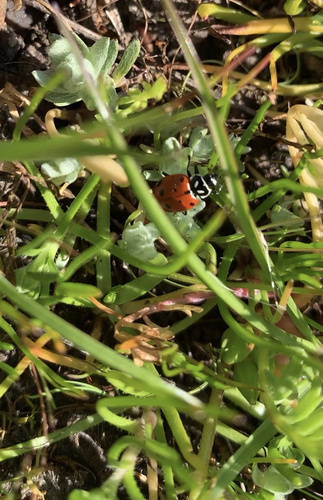 iNaturalist observation photo of Convergent Lady Beetle