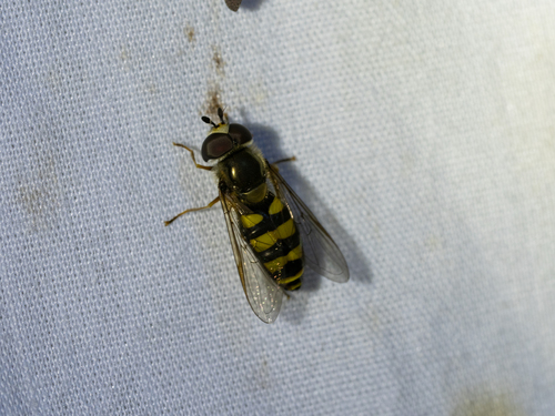 Unknown species found near Richland County, SC, USA