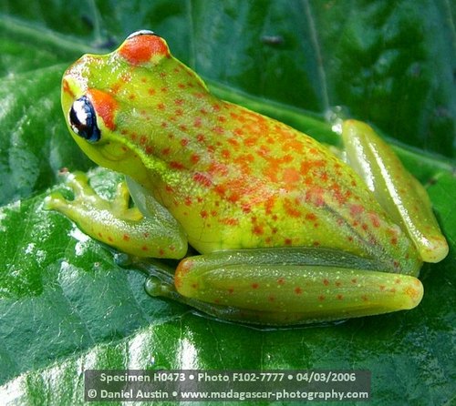 Central Bright-eyed Frog