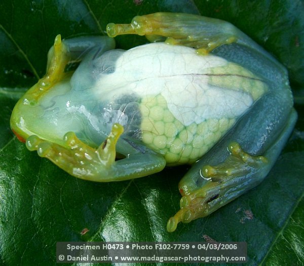 Pregnant Glass Frog 2302