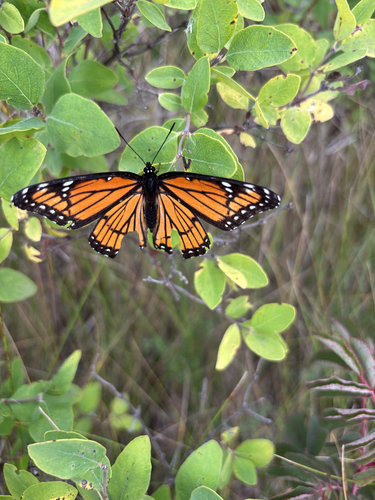 Viceroy