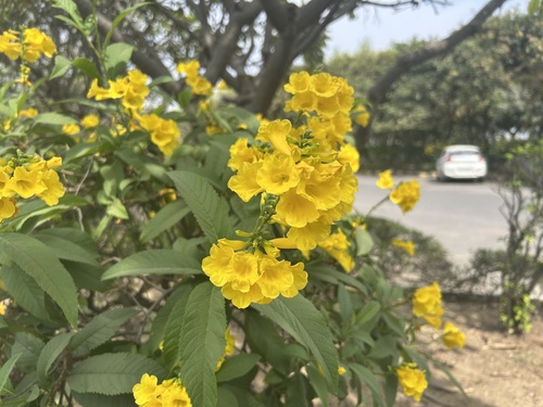 yellow trumpet flower