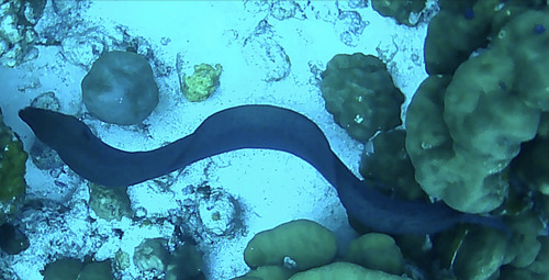 Giant Moray — seen at this dive site