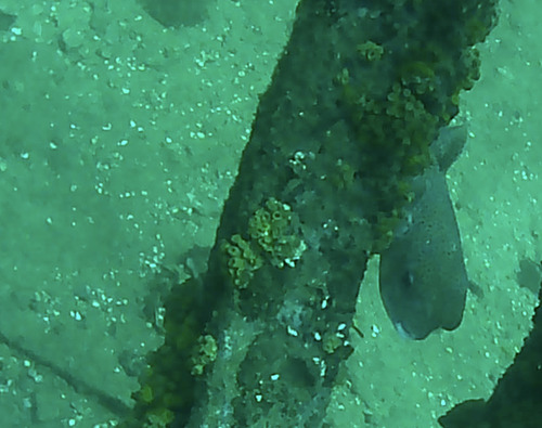 Spotted Porcupinefish — seen at this dive site